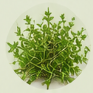 Thyme
