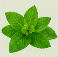 Mint
